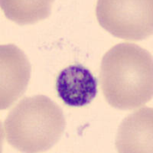 Microscopy image of a platelet