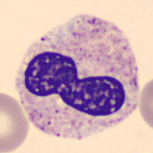 Microscopy image of a blood cell