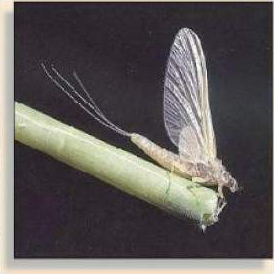 A mayfly, from Caltech101