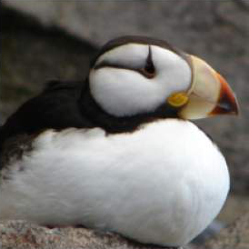 A puffin, from CUB-200