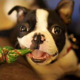 A Boston terrier, from Stanford Dogs