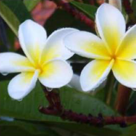 Frangipani flowers, from Oxford Flowers