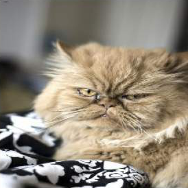 A Persian cat, from Oxford Pets
