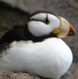 A horned puffin