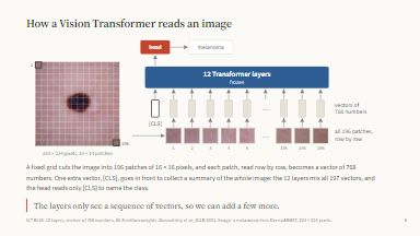 How a Vision Transformer reads an image